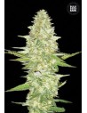 BULK SEED BANK - Perfect Power Plant - 1