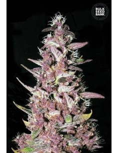 BULK SEED BANK - Purple Glam Kush - 1