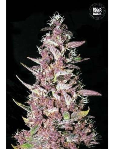 BULK SEED BANK - Purple Glam Kush - 1