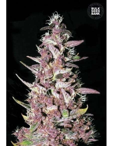 BULK SEED BANK - Purple Glam Kush - 1