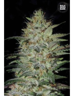 BULK SEED BANK - Sensible Star - 1