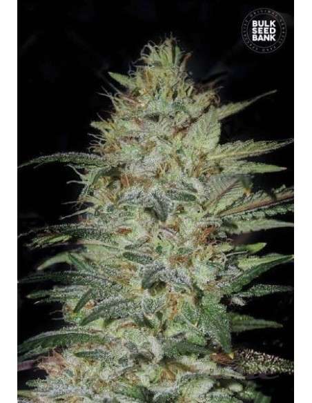 BULK SEED BANK - Sensible Star - 1
