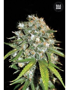 BULK SEED BANK - Skunk99 - 1