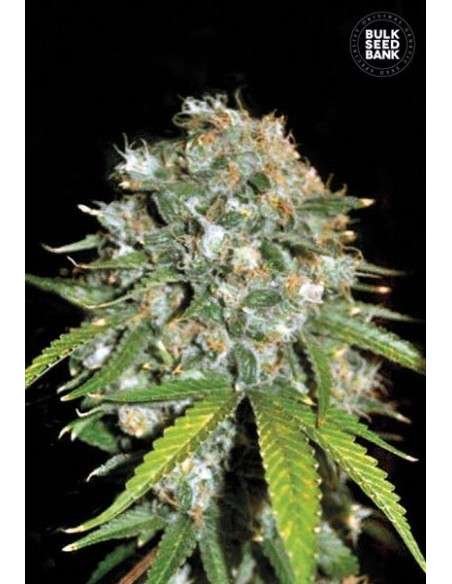 BULK SEED BANK - Skunk99 - 1