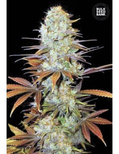 BULK SEED BANK - Sunmango - 1
