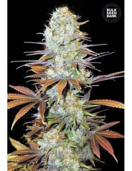 BULK SEED BANK - Sunmango - 1