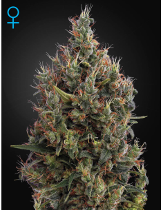 GREEN HOUSE SEEDS - Big Bang Autoflowering - 1