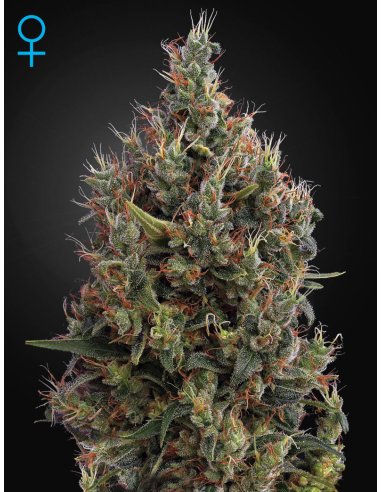 GREEN HOUSE SEEDS - Big Bang Autoflowering - 1