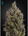 GREEN HOUSE SEEDS - Big Bang Autoflowering - 1