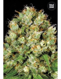 BULK SEED BANK - Sour Diesel - 1