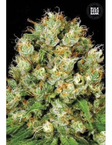 BULK SEED BANK - Sour Diesel - 1