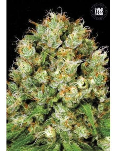 BULK SEED BANK - Sour Diesel - 1