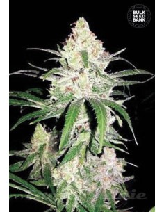 BULK SEED BANK - Special Lime Haze - 1