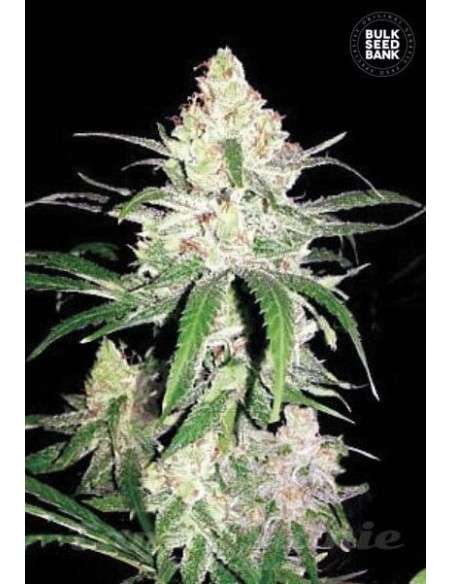 BULK SEED BANK - Special Lime Haze - 1