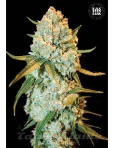 BULK SEED BANK - Special Crystal Haze - 1