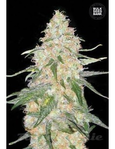 BULK SEED BANK - Special Skunk - 1