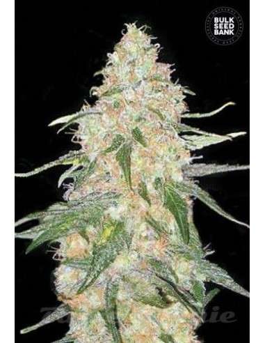 BULK SEED BANK - Special Skunk - 1
