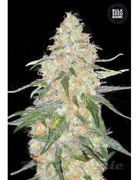 BULK SEED BANK - Special Skunk - 1