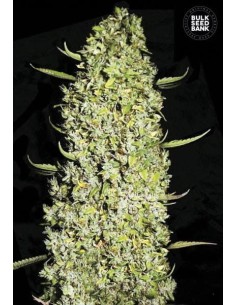 BULK SEED BANK - The Unlimited - 1