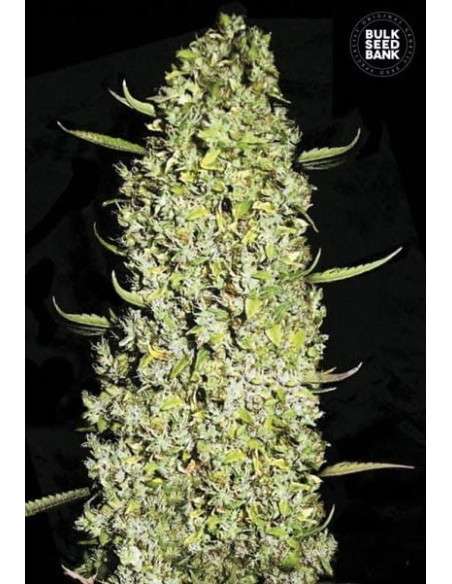 BULK SEED BANK - The Unlimited - 1