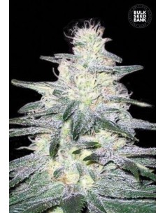 BULK SEED BANK - Locomotive - 1