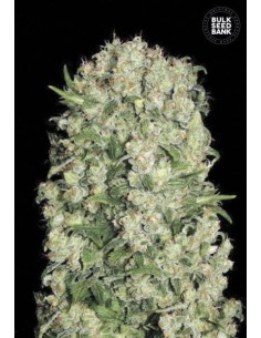 BULK SEED BANK - White Prussian - 1