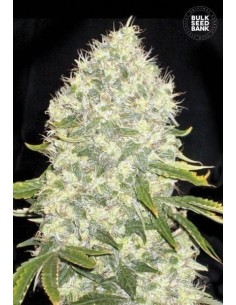 BULK SEED BANK - White Widow - 1