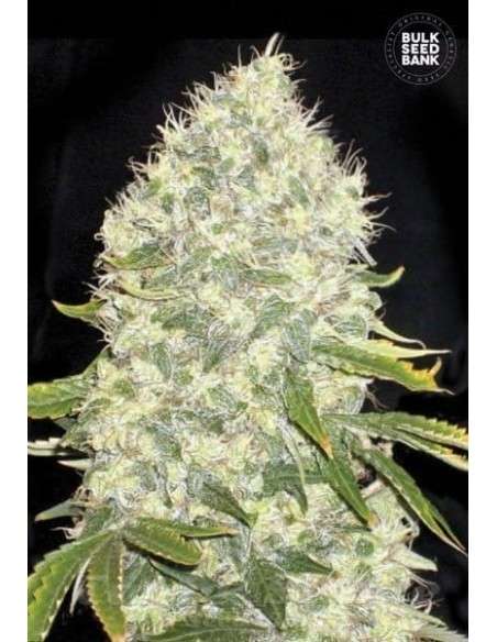 BULK SEED BANK - White Widow - 1