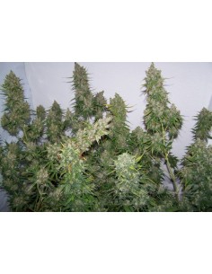 Moby Dick Auto - 1