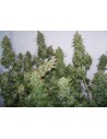 Moby Dick Auto - 1