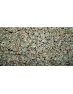 Moby Dick Auto - 1 2