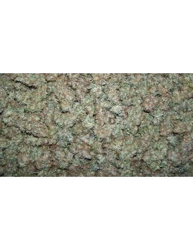 Moby Dick Auto - 2