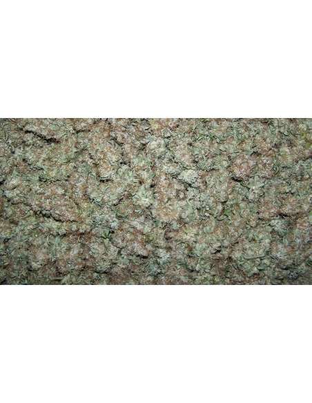 Moby Dick Auto - 2