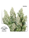 DUTCH PASSION - Auto Think Different - 6