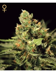 GREEN HOUSE SEEDS - Big Bang Autoflowering - 1 2