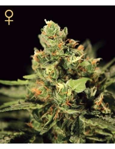 GREEN HOUSE SEEDS - Big Bang Autoflowering - 2