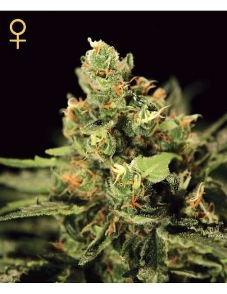 GREEN HOUSE SEEDS - Big Bang Autoflowering - 2