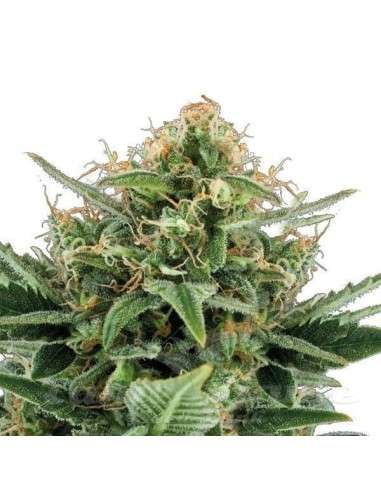Jack Herer Auto - 1
