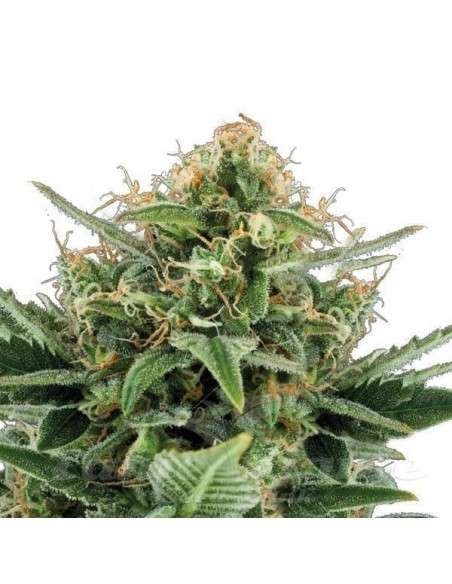 Jack Herer Auto - 1