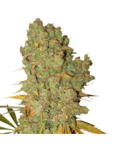 Special Kush 1 - 1