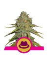 ROYAL QUEEN SEEDS - OG Kush - 1