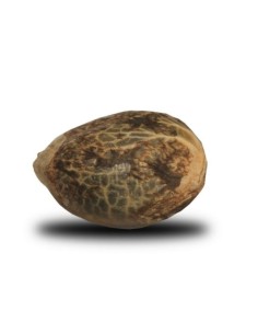 ROYAL QUEEN SEEDS - OG Kush - 1 2