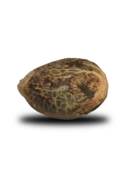 ROYAL QUEEN SEEDS - OG Kush - 2
