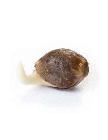 ROYAL QUEEN SEEDS - OG Kush - 3