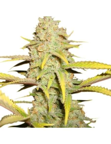 ROYAL QUEEN SEEDS - OG Kush - 4