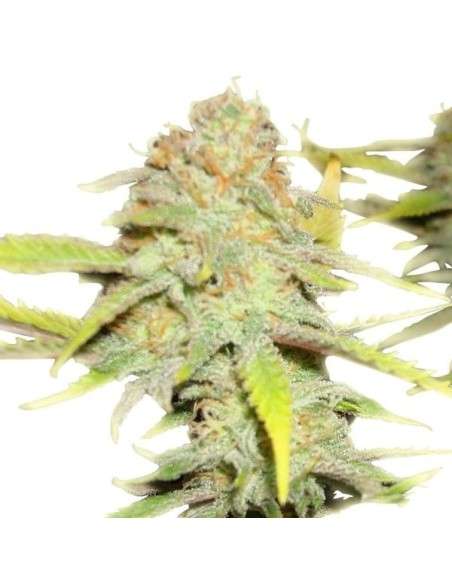 ROYAL QUEEN SEEDS - OG Kush - 5