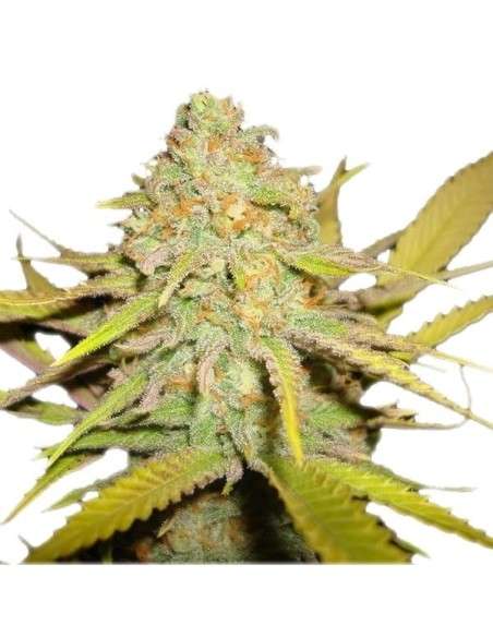 ROYAL QUEEN SEEDS - OG Kush - 6