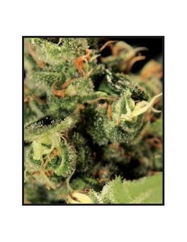 GREEN HOUSE SEEDS - Big Bang Autoflowering - 3