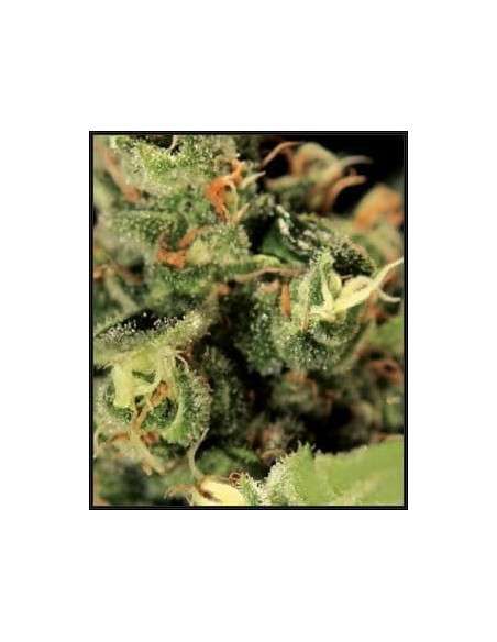 GREEN HOUSE SEEDS - Big Bang Autoflowering - 3