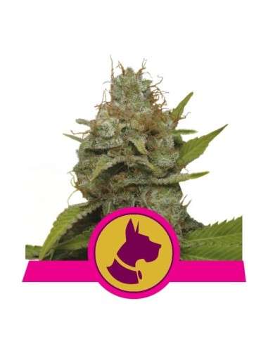ROYAL QUEEN SEEDS - Kali Dog - 1